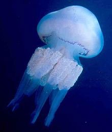 meduse-wikipedia-1-