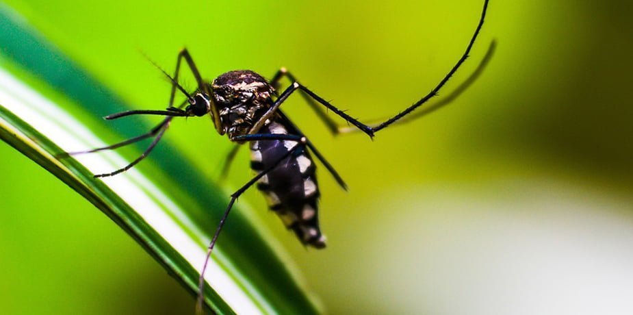 dengue-ophtalmique-moustique