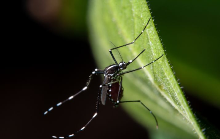dengue-14-communes