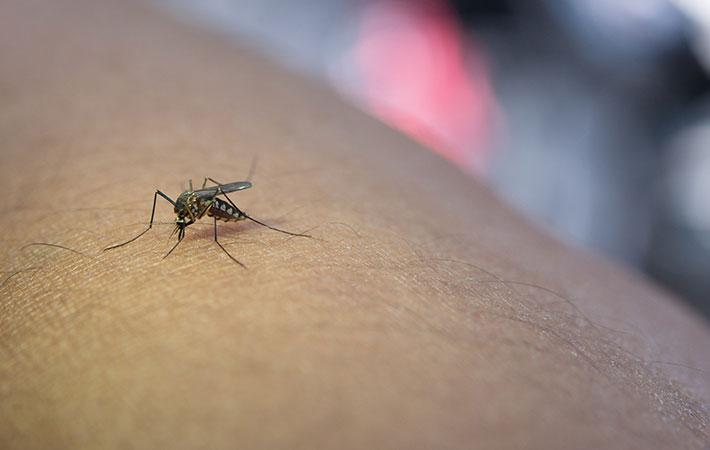 dengue-epidemie-moustique