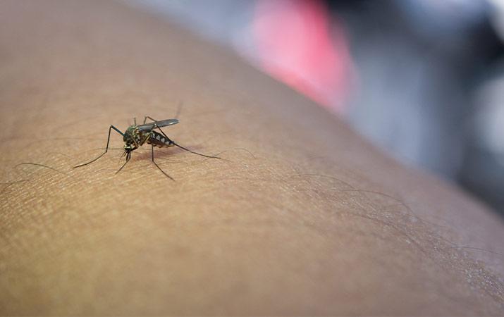 quiz-moustique-dengue