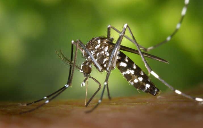 chikungunya-moustique-tigre-quiz